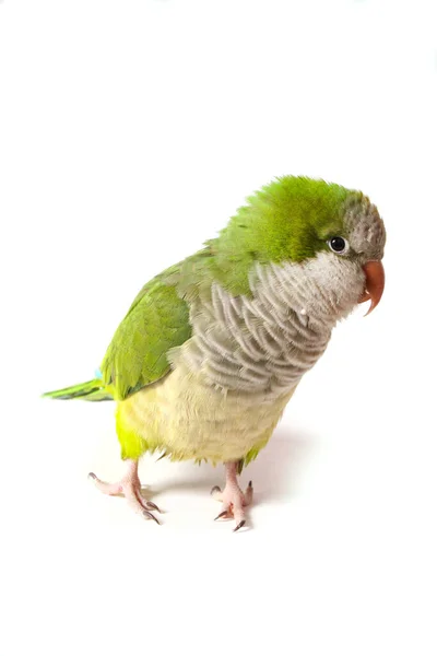 Quaker Parrot Απομονωμένο Λευκό Φόντο — Φωτογραφία Αρχείου