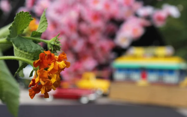 Flowers Closeup with Vintage Diner and Hot Rods in background. Small Town Concept