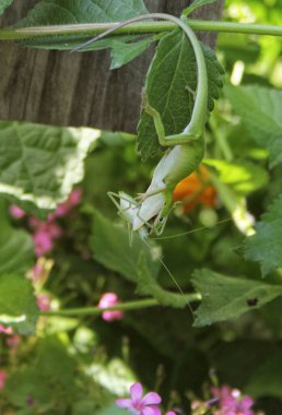 Tropikal Sahilde Deniz Kabuğu