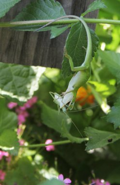 Yeşil Anole Kertenkelesi (Anolis carolinensis) Bush Çekirgesi olarak da bilinen Katydid 'i yiyor.