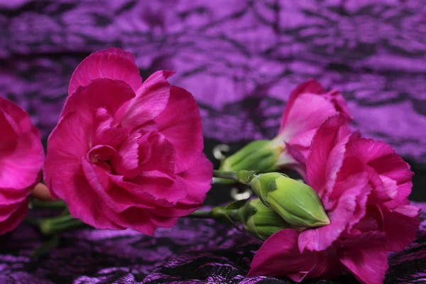 Růžové Květy Fialové Černé Tkaniny — Stock fotografie