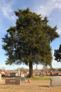 Bullard TX - 16 Ocak 2025: Bullard Teksas 'taki Şehir Mezarlığındaki Tarihi Cedar Ağacı ve Mezar Taşları