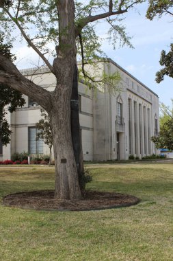 Tyler TX - 23 Mart 2025 Hubbard Ginkgo Ağacı ve Tyler Belediye Binası Tyler Texas şehir merkezinde yer aldı.
