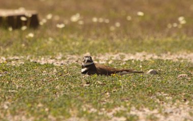 Killdeer Kuş Koruması Yumurta Yuvası Kırsal Doğu Teksas 'ta