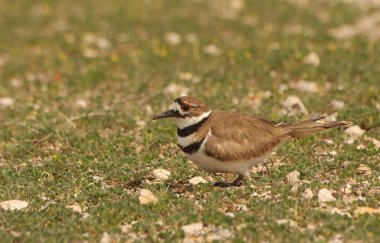 Killdeer Kuş Koruması Yumurta Yuvası Kırsal Doğu Teksas 'ta