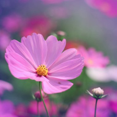 Kozmos çiçeklerinin klasik biçimi