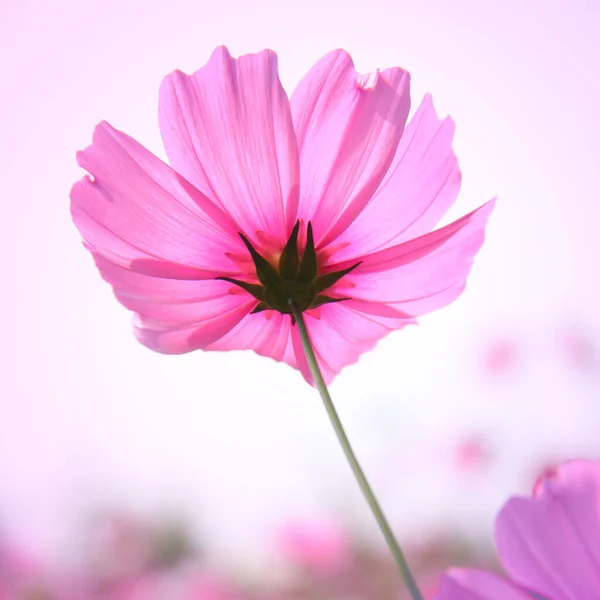 Kozmos çiçeklerinin klasik biçimi