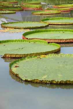 Bahçedeki Kraliyet Su Zambağı