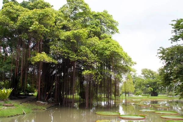 Parktaki büyük banyan ağacı