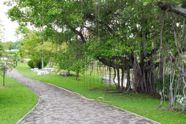 Stort Banyanträd Parken — Stockfoto