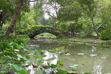 Bahçedeki nilüfer havuzu
