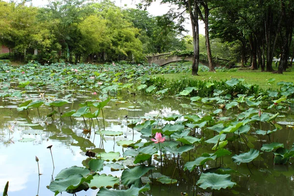 Lotus Pond Garden — Stock Photo, Image