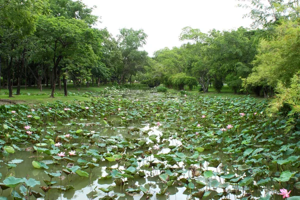 Lotus Lampi Puutarhassa — kuvapankkivalokuva