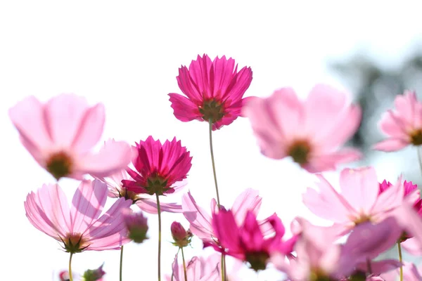 Bahçede pembe kozmos çiçekleri