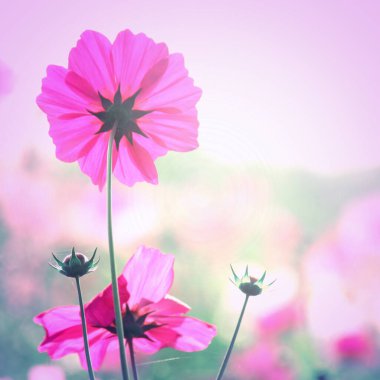 Kozmos çiçeklerinin klasik biçimi