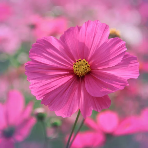 Vintage Style Cosmos Flowers — Stock Photo, Image