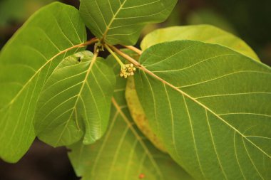 Detaylı doldurulmuş çerçeve. Arka plan duvar kağıdı. Açık yeşil yapraklı bir ahşap resim ve siyah bokeh bulanık arkaplan üzerinde güzel sarı damarlar.