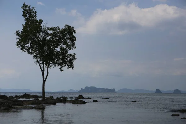 Belo Panorama Dramático Dia Tiro Uma Árvore Solitária Crescendo Meio — Fotografia de Stock
