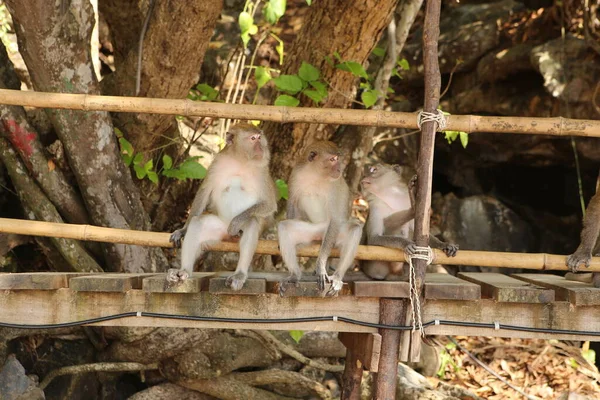 Three Relaxed Brown Beige Macaque Monkeys Sitting Wooden Planks Footpath — Stock Photo, Image