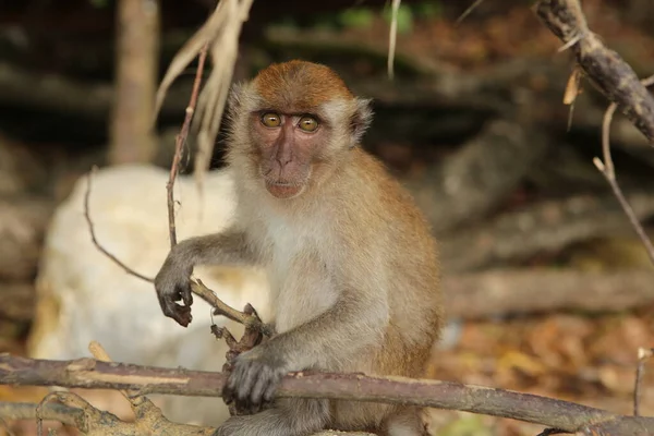 Ritratto Ravvicinato Con Sfondo Bokeh Una Curiosa Scimmia Macaco Marrone — Foto Stock