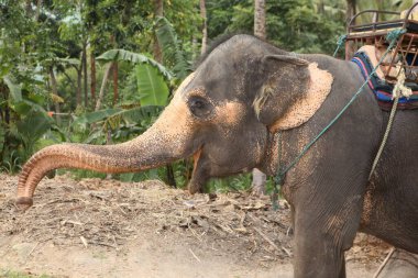 Sarı pigmentli derili, büyük kulaklı, ağzı açık, kumlu, ağaçlı, yapraklı, kuru otlu ve dallı uzun bir kamyonun yan görüntüsü. Tayland 'da çekildi.