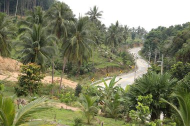 Yeşil bir bitki vadisinin güzel manzarası. Tayland 'daki Koh Phangan adasının kırsal kesiminde, ormanın ortasında palmiye ağaçları olan eğimli bir yol.