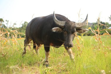 Büyük kulakları ve sivri boynuzları olan genç siyah bufalo, burnunda halka ve ip, Tayland 'ın Koh Lanta adasının kırsal kesiminde, açık yeşil çimen tarlasında beyaz toynakların üzerinde duruyor.