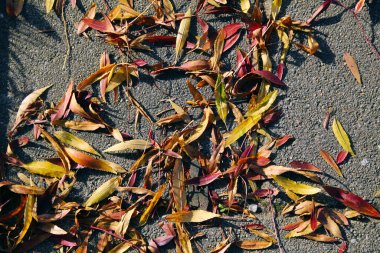 Mevsimlik doldurulmuş çerçeve, arka plan duvar kâğıdını kapatın. Sonbahar çekimleri, sert gri asfalt zeminde uzanan yumuşak kırmızı turuncu sarı yaprakların oluşturduğu bir yığın.