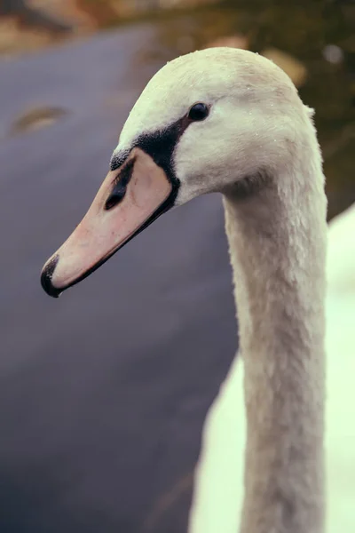在荷兰阿姆斯特丹的一条运河里游泳的一只美丽而优雅的成年沉默天鹅 天鹅绒色 它的羽毛是白色的 — 图库照片