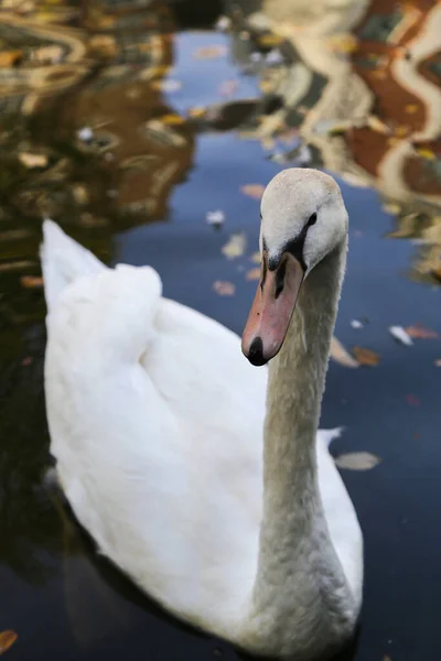 Vertical Natural Isolado Close Belo Gracioso Cisne Mudo Adulto Cygnus — Fotografia de Stock