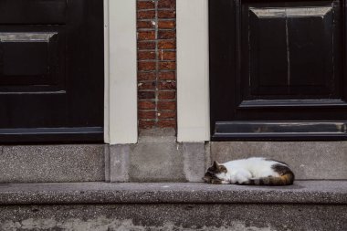 Simetrik, beyaz, siyah, turuncu kürklü, gri beton giriş merdivenlerinde uyuyan bir kedi görüntüsü. İnce kırmızı tuğla bir duvarla ikiye bölünmüş iki yeşil ahşap kapının önünde. Amsterdam, Hollanda