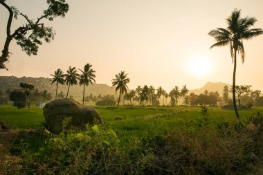 Arkasında tepeler olan pirinç tarlası vadisi palmiye ağaçları manzaralı muhteşem manzara manzarası. Hampi Hindistan gün doğumunda güzel turuncu sarı sabah güneşiyle
