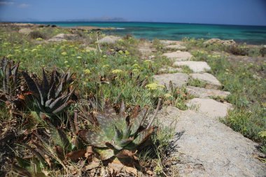 İspanya 'nın güzel ve renkli Mallorca adasında yeşil çimenleri, sarı çiçekleri ve mavi turkuaz deniz suyu ve gökyüzü olan ıssız kayalıkların manzaralı manzarası.