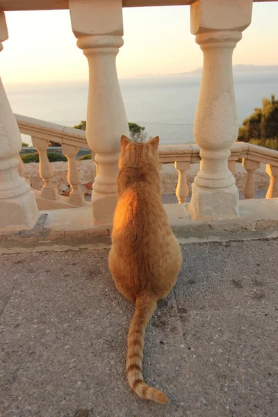Dikey sabah gündoğumu görüntüsü, taştan bir zeminde oturan turuncu bir kedi, bir çitin arkasında, okyanusa ve arka planda açık mavi gökyüzüne bakıyor..