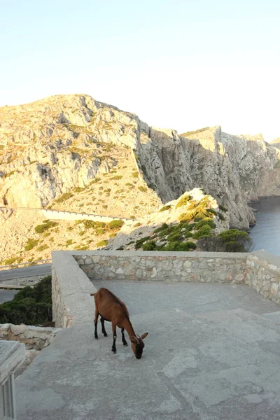 年轻的棕色秃头山羊座山羊座 Cabra Mallorquina 在城堡灯塔角 Cap Formentor 的山岗上 寻找石质地面上的青草 西班牙马略卡岛 — 图库照片