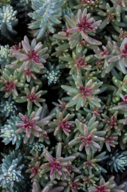 Bir grup sedum refleksi ya da rupestre 'nin (Jenny' nin taş ropu, mavi taşrop, taş orpin ya da kalas-madam) makro görüntüsünü kapatın.