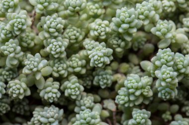 Dalları, yaprakları ve fasulyeleri doğal bir bokeh arka planında olan mavi sedum brevifolium sulent bitkisinin (aynı zamanda jöle fasulyesi olarak da bilinir) makro duvar kâğıdı karesini kapat