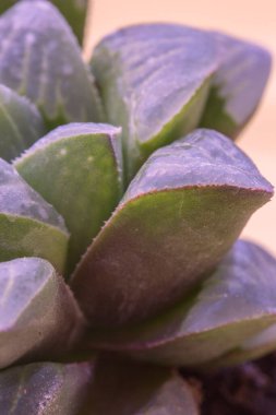 Güzel, doğal, dikey çerçeve detaylandırılmış kısa, kalın, mor, yeşil yapraklı makro çekim. Kabuklu bir aldatıcı veya sulu ay bitkisi. Bokeh 'in bulanık pembe arka planında.