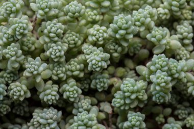 Dalları, yaprakları ve fasulyeleri doğal bir bokeh arka planında olan mavi sedum brevifolium sulent bitkisinin (aynı zamanda jöle fasulyesi olarak da bilinir) makro duvar kâğıdı karesini kapat