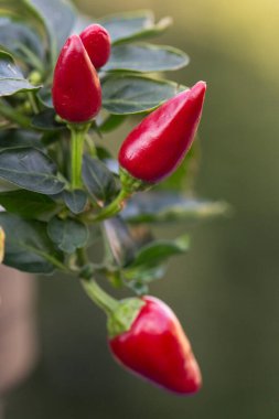 Yeşil yapraklı, yeşil yapraklı, yeşil yapraklı, yeşil yapraklı, kırmızı kırmızı kırmızı biberli kırmızı kırmızı kırmızı kırmızı biberli bir demet makro kare yakın çekim yeşil yapraklar ve yapraklar bulanık doğal arka plan ve yapraklar