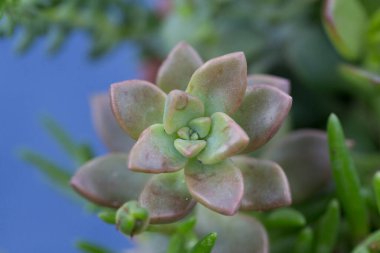 Güzel, küçük, izole edilmiş bir sedum sandra mottram ya da sedum rubrotinctum sulu bitkinin doğal çiçek arkaplanda yeşil yapraklı makro duvar kağıdı görüntüsü.