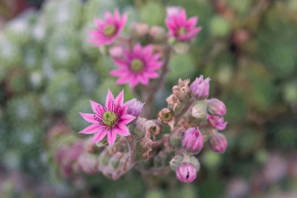 Doğal doldurulmuş üst çerçeve görüntüsü, bir grup sempervivum tectorum 'un (yaygın ev yapımı) pembe mor renkli çiçeklerinin arka plan duvar kağıdı makro görüntüsünü bokeh' in bulanık yeşil arka planındaki sulu bitkinin kapatır.