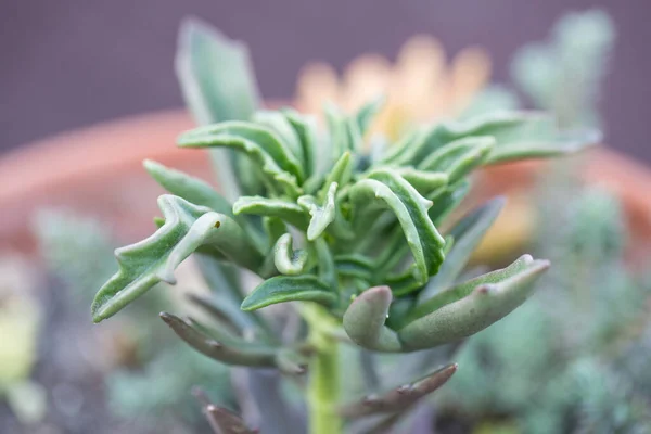 Yalıtılmış yeşil Senecio Kleiniiformi 'nin (Spear Head) üçgen çatal şekilli, mor bokeh bulanık arkaplanlı yapraklı, sulu bitkisinin doğal detaylı makro çekimi.