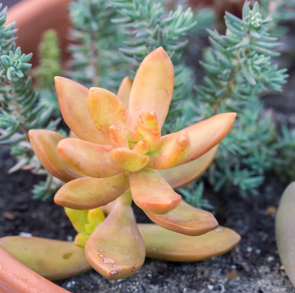 Sarı turuncu sedum nussbaumerianum 'un makro görüntüsünü kapat (bakır rengi taş rop) Kalın renkli yıldız şeklindeki çiçekleri ile yeşil mavi sedumdan oluşan bulanık bokeh arka plan refleksi