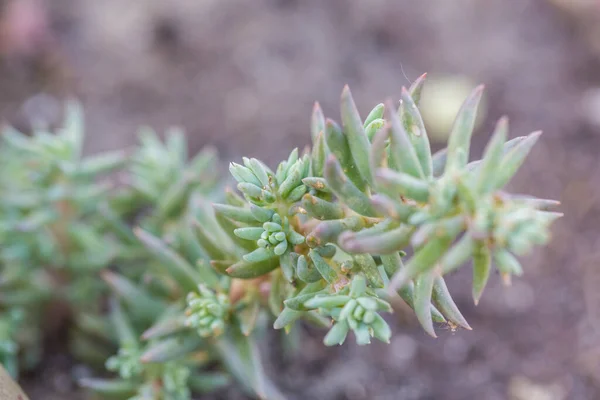 Zavřít Makro Snímek Sedum Reflexeum Nebo Rupestre Jenny Kámen Modrý — Stock fotografie