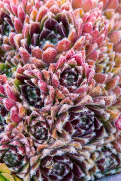 dikey çerçeve üst görünümü bir demet mor, kırmızı, pembe sempervivum arachnoideum (örümcek ağı pırasası) tavuklu sulu bitkiler, güzel desenler oluşturan civcivler
