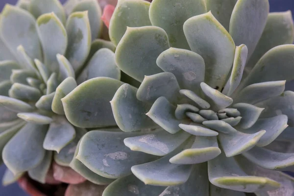 Gros Plan Plein Cadre Macro Fond Écran Plan Rosettes Une — Photo