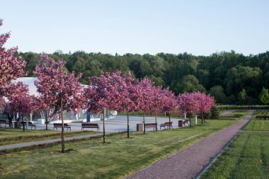 MOSCOW / RUSSIA - 05 / 27 / 2017: Bankları, çadırları ve küçük patikaları olan bir parkın çimlerinde yetişen güzel pembe kiraz ağaçlarının bahar günü çekimi. Skolkovo Yönetim Okulu