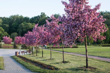 MOSCOW / RUSSIA - 05 / 27 / 2017: Bankları, çadırları ve küçük patikaları olan bir parkın çimlerinde yetişen güzel pembe kiraz ağaçlarının bahar günü çekimi. Skolkovo Yönetim Okulu