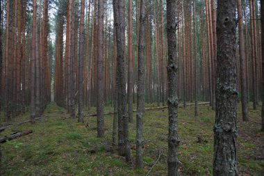 Rus ormanlarında yetişen kozalaklı ağaç gövdeleri, kırık dalları, kurumuş ölü yaprakları ve parlak yeşil otlarla dolu bir çerçeve dolusu kozalaklı kozalaklı ağaç gövdesi.